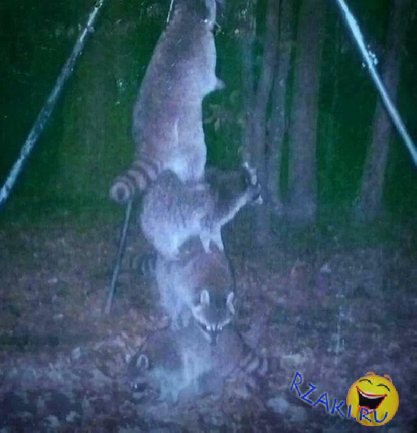 Трудно поверить: что попадается в фотоловушки в зоне Чернобыля