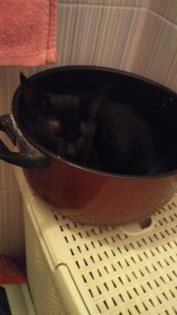 Коты и Кошки