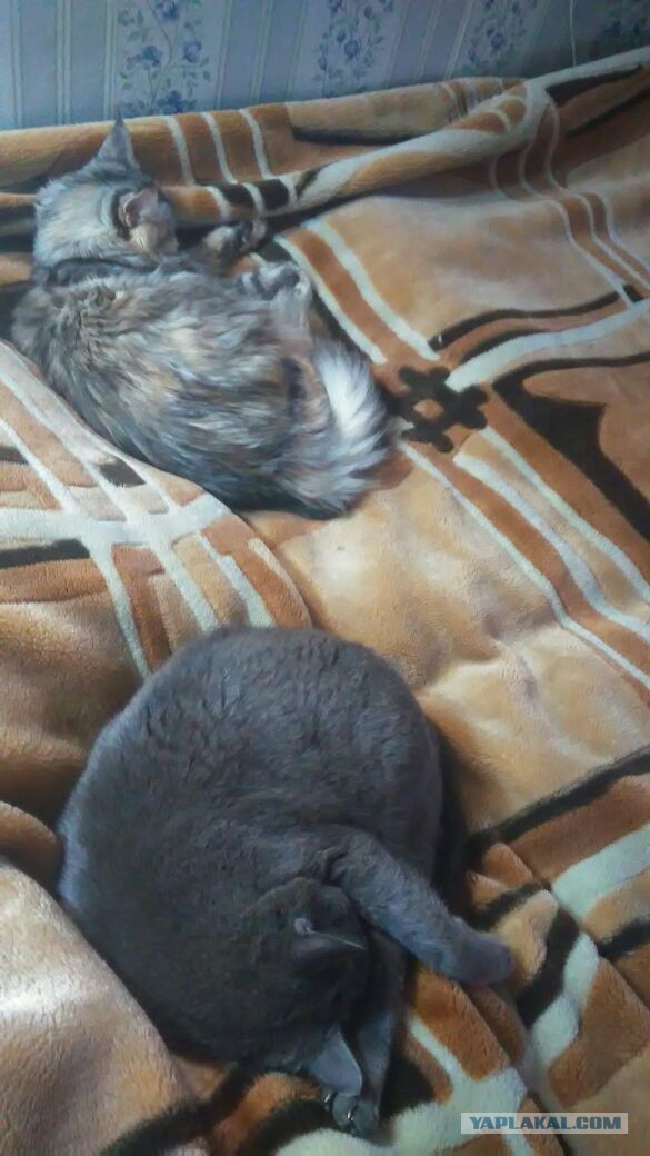 Котовторник 07.11.2017