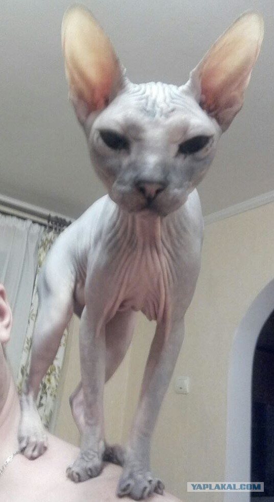 Котовторник  05.12.2017