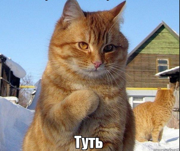 Спас кота от собак.