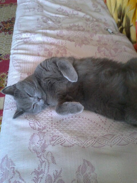 Котовторник 20.02.18