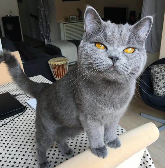 Кот без прикрас