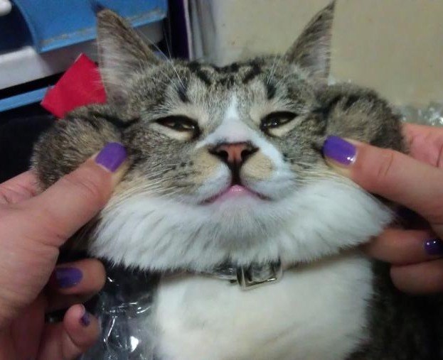 Прикольных котов пост