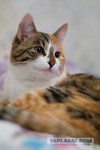 Даёшь Котовторник на ЯПе! (29.07.08)