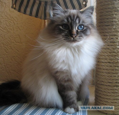 Котовторник (16.09.08)