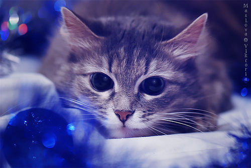 Новогодний КОТОВТОРНИК!