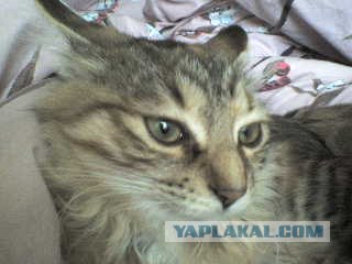 Котовторник на ферме (65 фот)