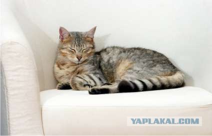 Котосреда (06.05.2009)