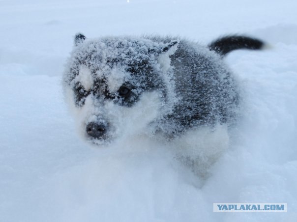 Хаски (фото Оmer Volkan Cüran)