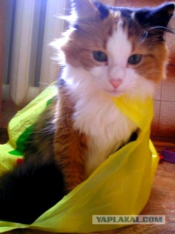 Котовторник: суровый кот и котята-совята