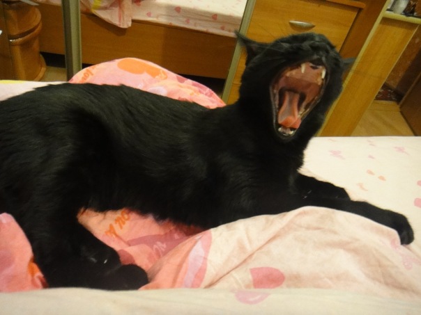 Супер-котофото на котовторник