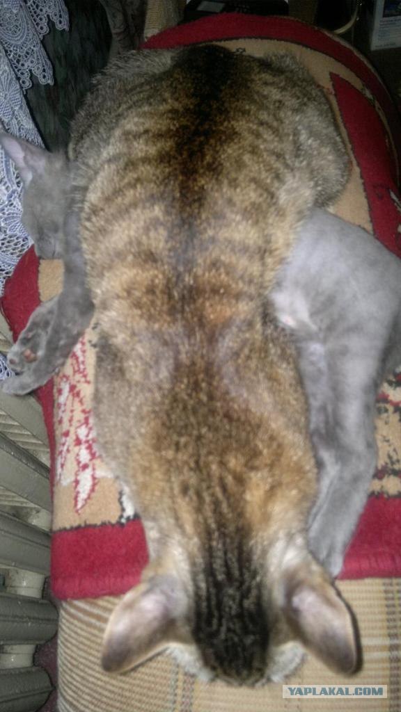 Котовторник 17 января