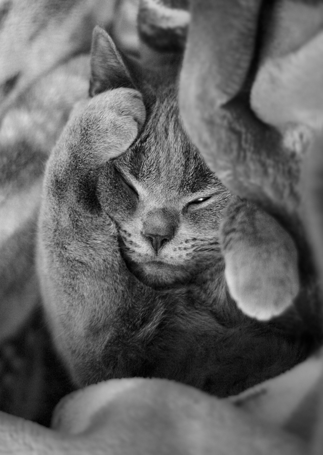 Котовторник (31.01.2012)