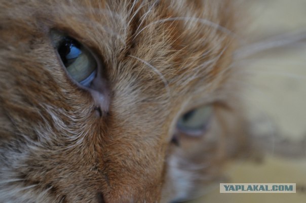 Котовторник (21.02.2012)