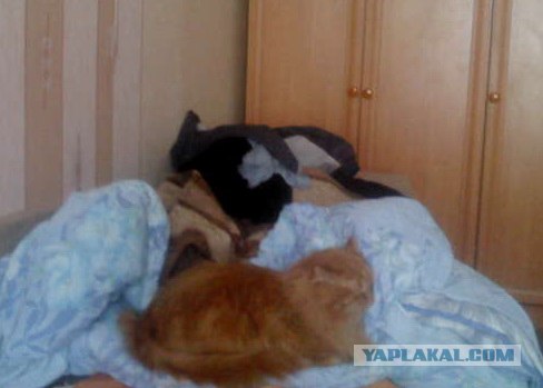 Котовторник  от 3.04.2012