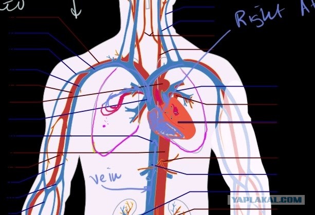 Расположение сердца человека. Слева или по середине? (скрины из учебников)