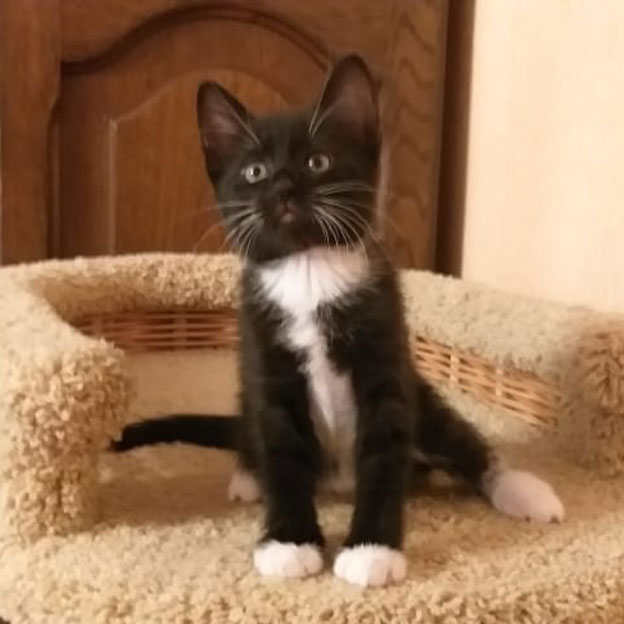 Забавные фото котеек