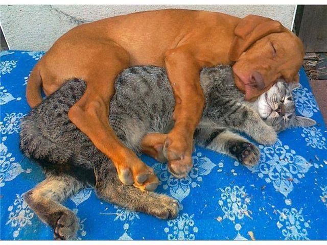 Уже не котовторник, но еще и не собакочетверг