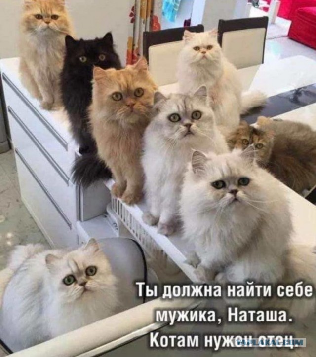Запрет на выплату мужчинам или меркантильные РСП и Путинские выплаты