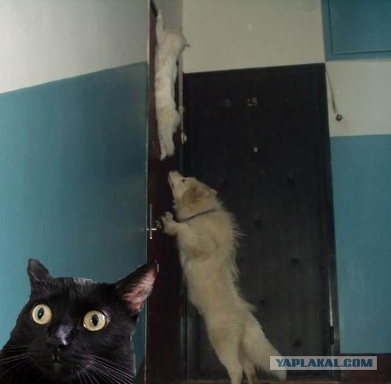 Фотожаба: Загнал сволочь!