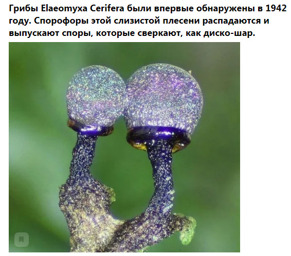 Насохранял