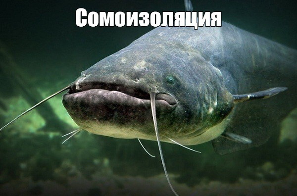 Рыбов, показываю. Красивое