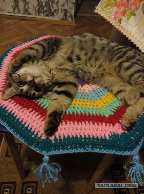 Котики не имеют национальности!!