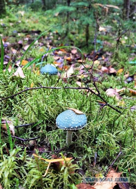 Десять самых красивых видов грибов в мире