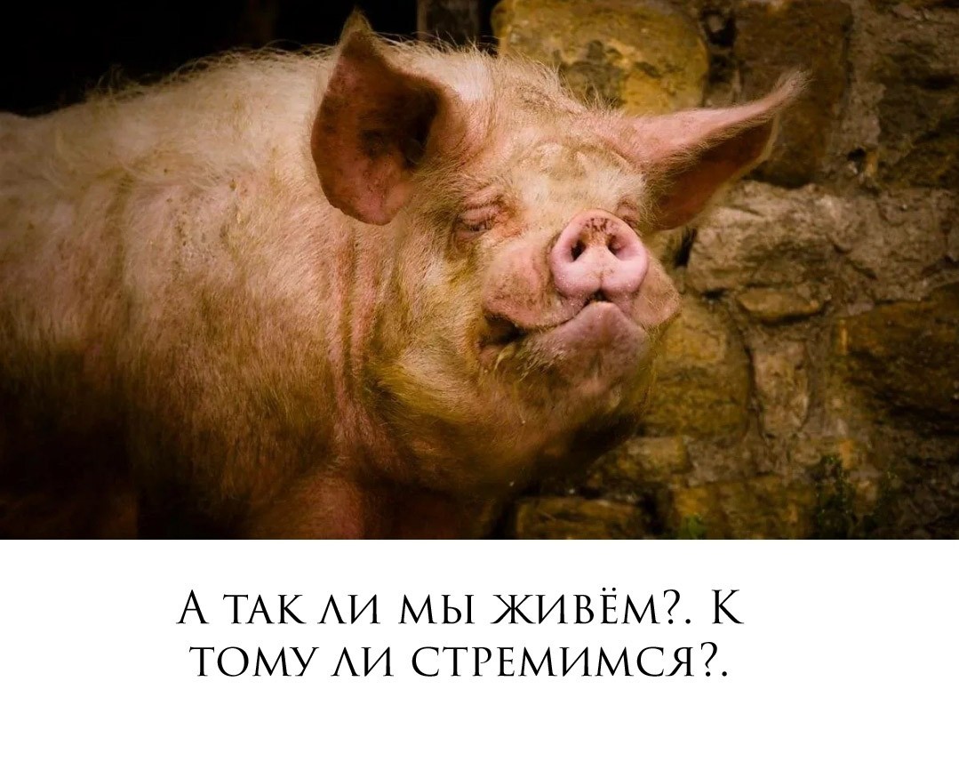 Реальная свинья