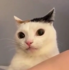 Кошка решила сделать "кусь" и затупила