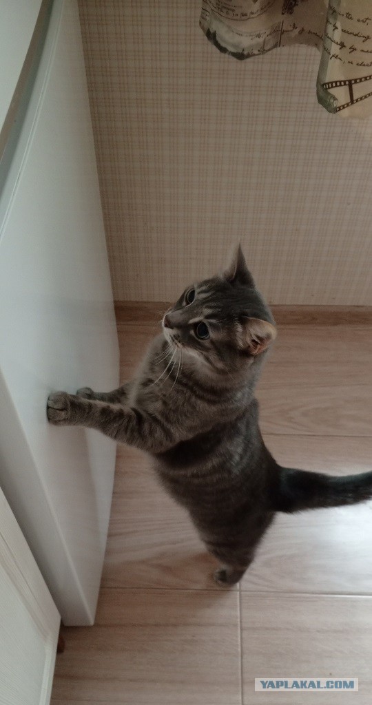 Всех с котовторником