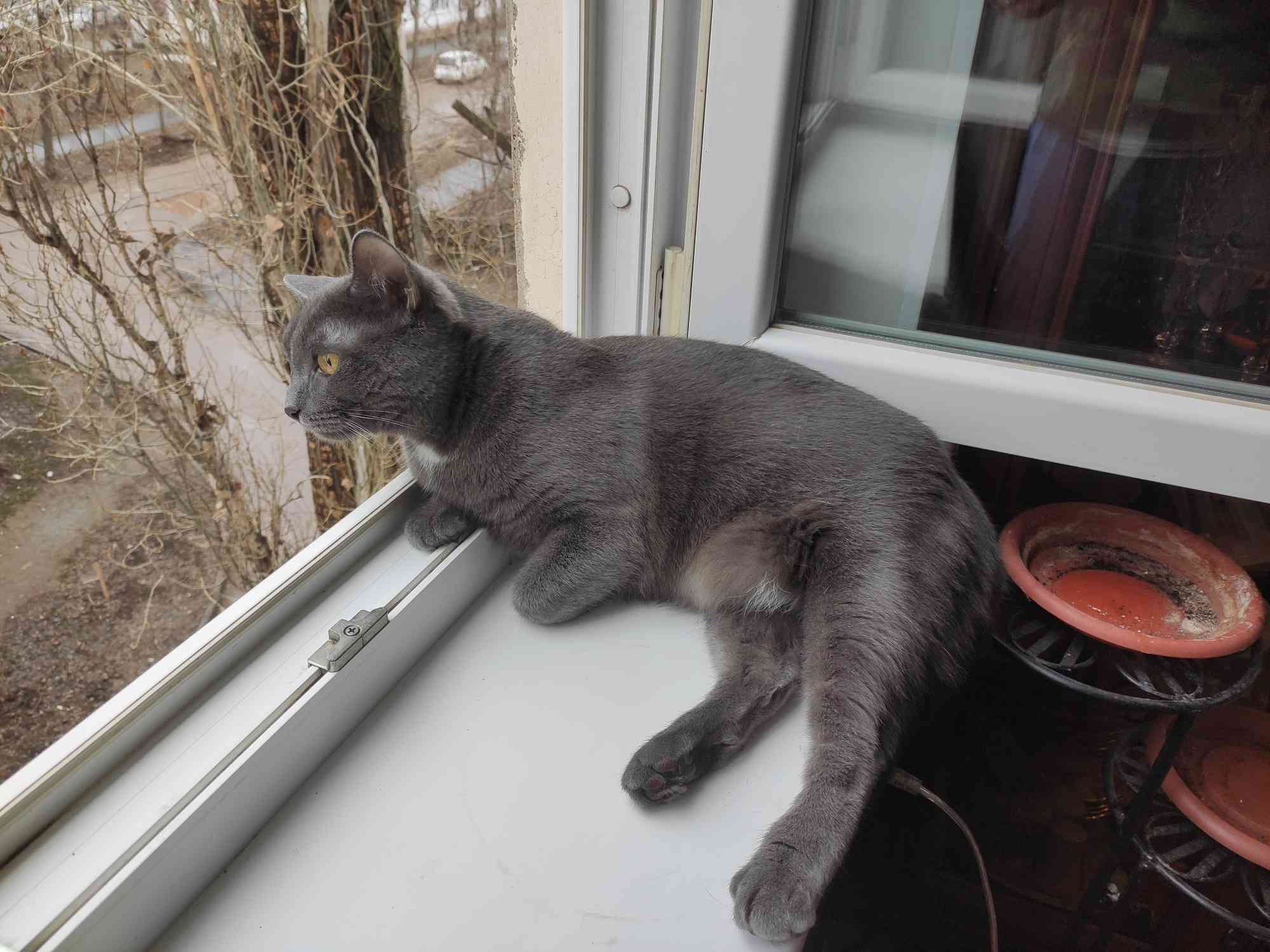 Жизнь кота