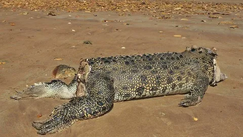 Хабаровские таможенники задержали туриста, который пытался ввезти голову крокодила из Вьетнама
