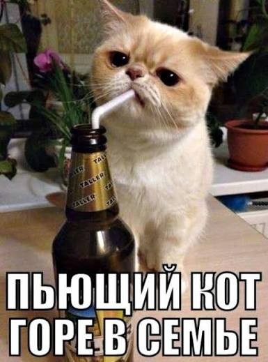 Ну... За кота