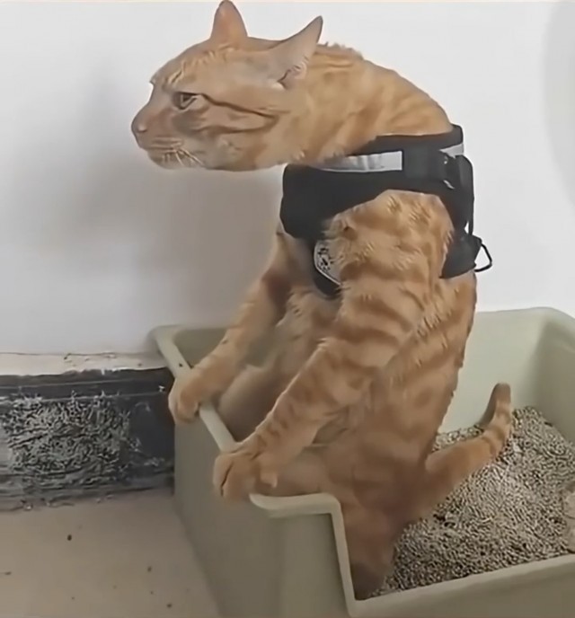 Беспредел
