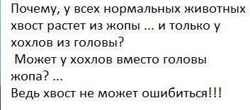 Субботние аккордеоны