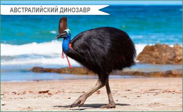 Птичка Эму