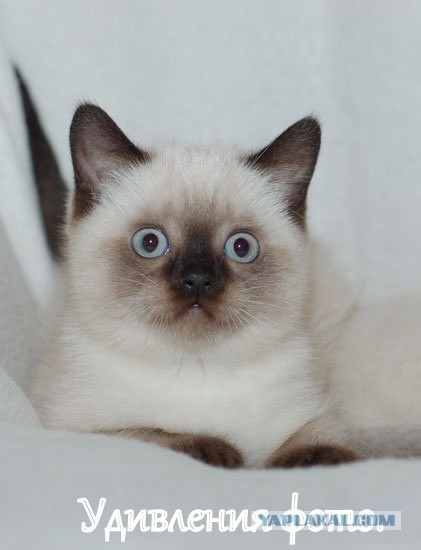 Невыразительные коты