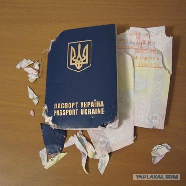 Моя собака - радостный кретин
