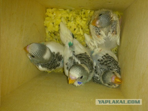 Как я попуганов размножала