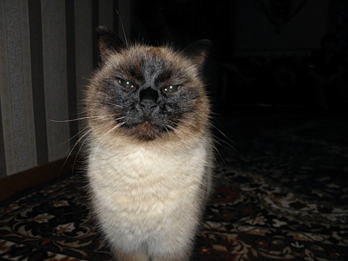 Котовторник 25.02.2014