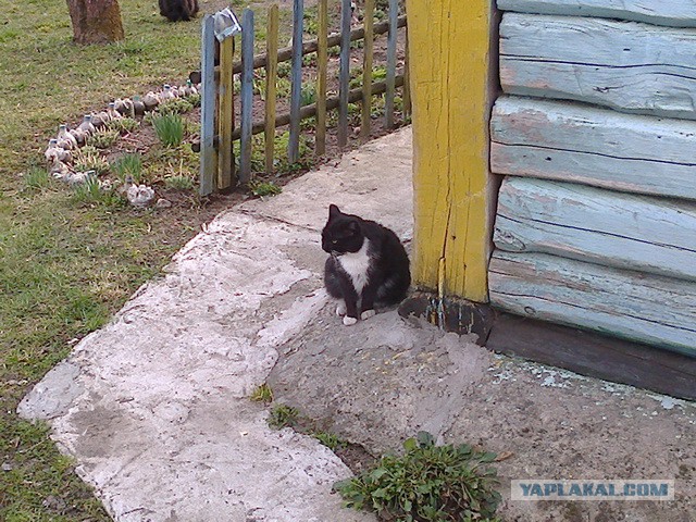 Котовторник 22.04.2014