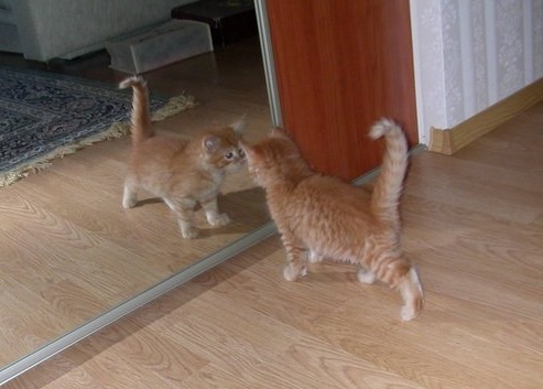 Котовторник 6.05.2014