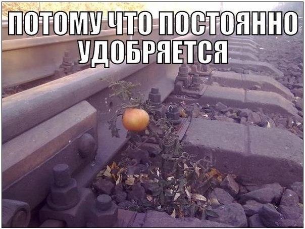 Немного картинок и юмора