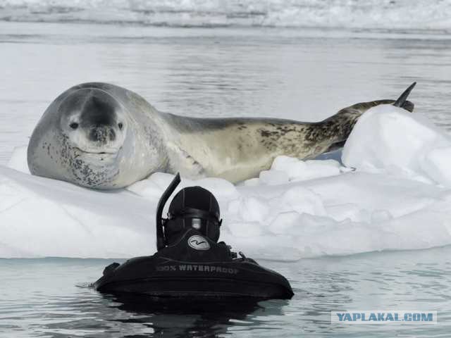 Фотки из инетов