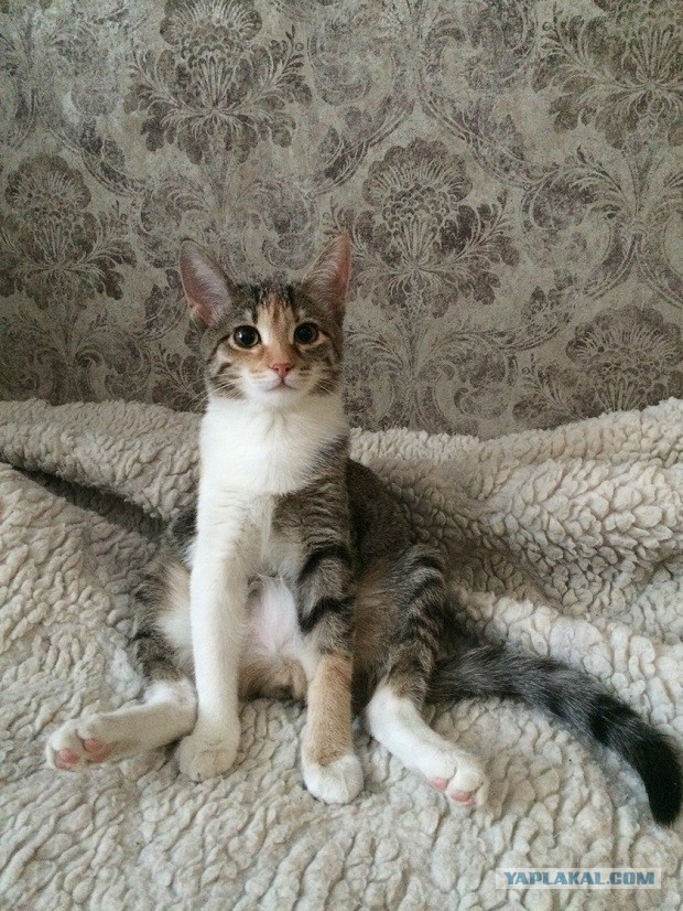 Котовторник 24.03.2015