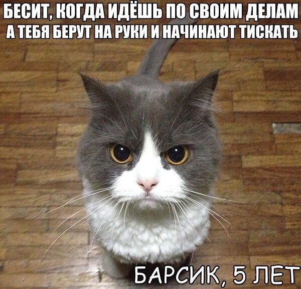 Котики и буквы