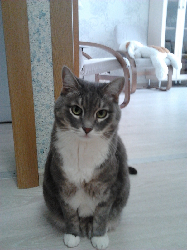 Котовторник  21.07.2015