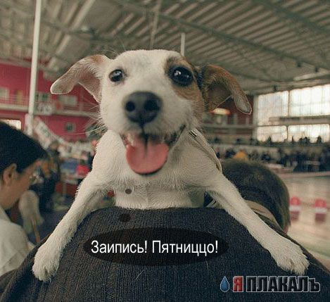СОБАКИ и ЩЕНКИ. Все про собак!